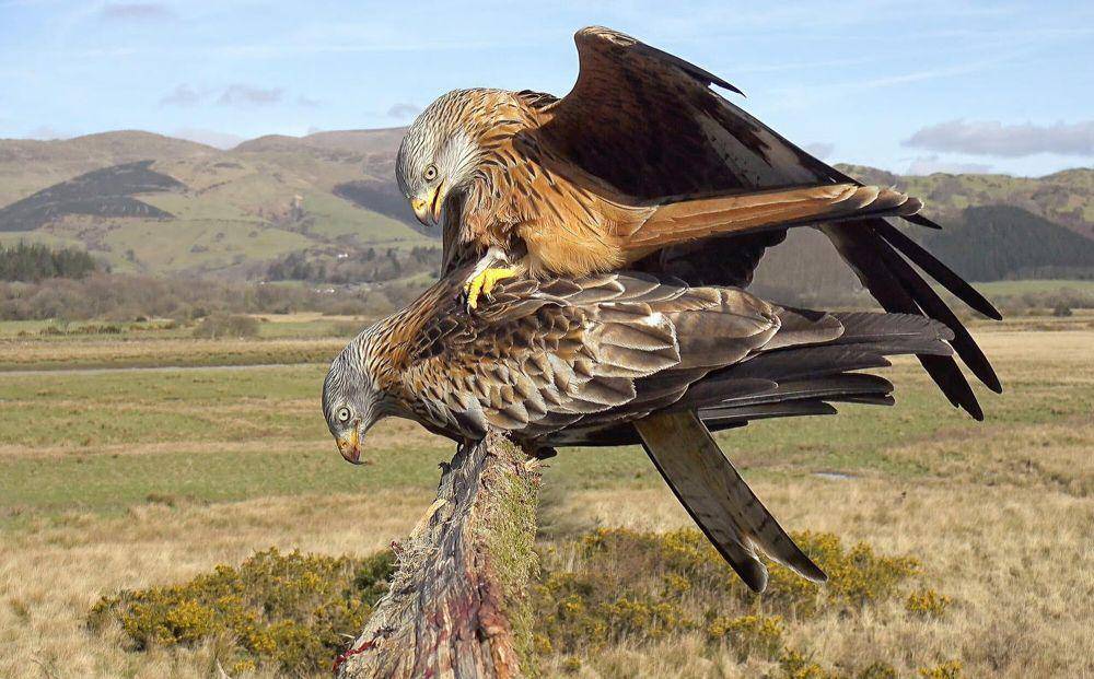 Elang merah (commons.m.wikimedia.org/Emyr Evans, Dyfi Ospreys)