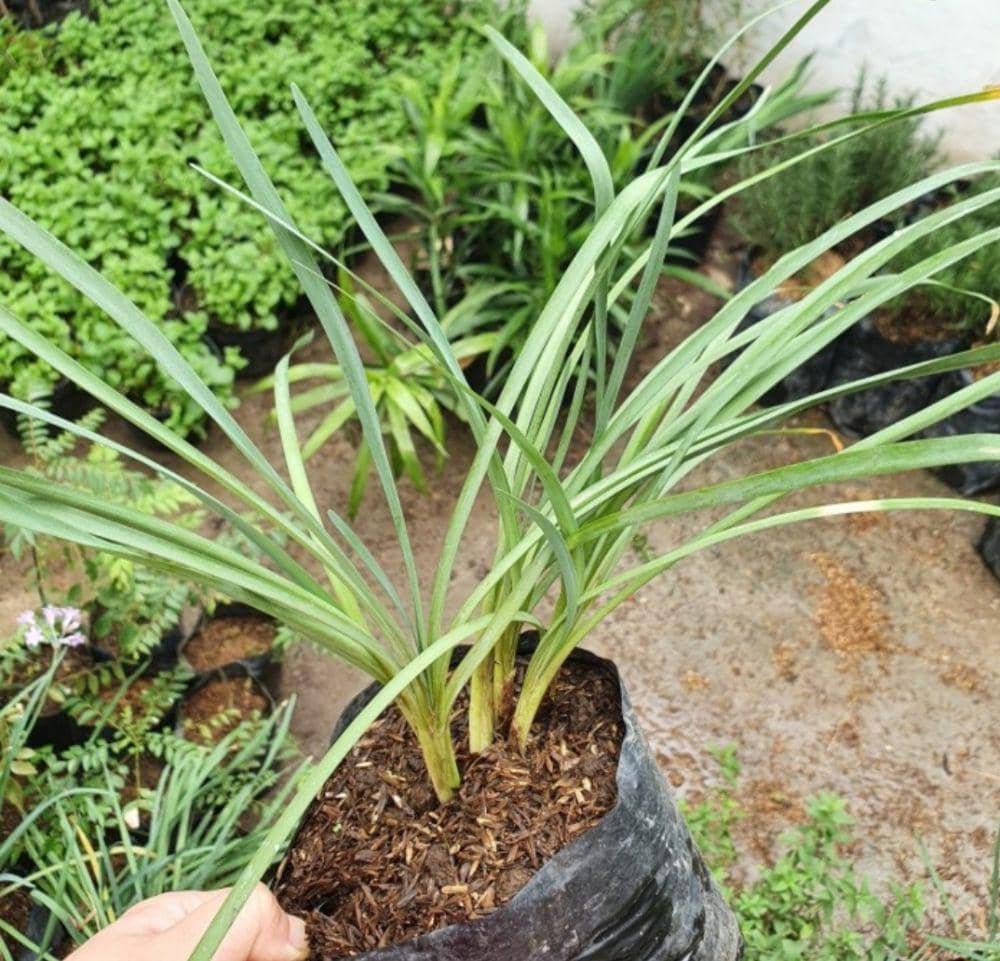 tanaman kucai (tokopedia.com/primrosegarden)