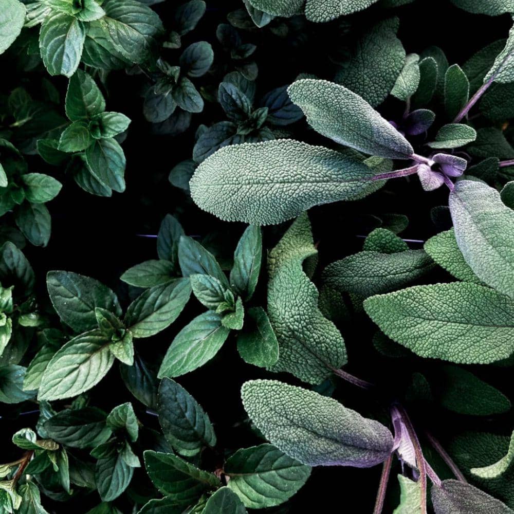 oregano (unsplash.com/Jackie Hope)