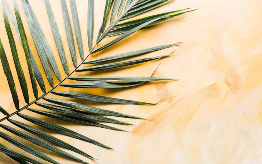 tanaman telapak bambu (unsplash.com/Brooke Lark)