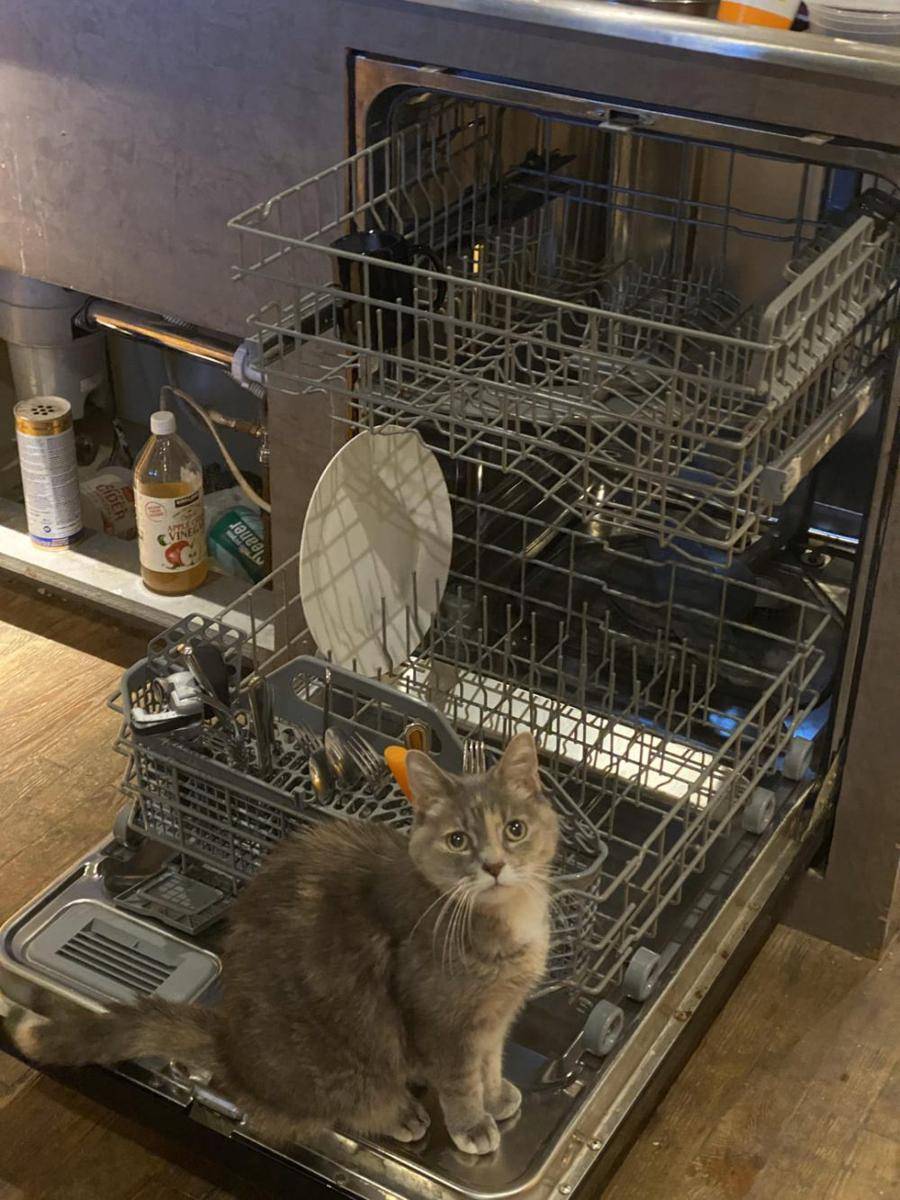 foto kucing nongkrong di tempat cuci piring (reddit.com/r/cats)