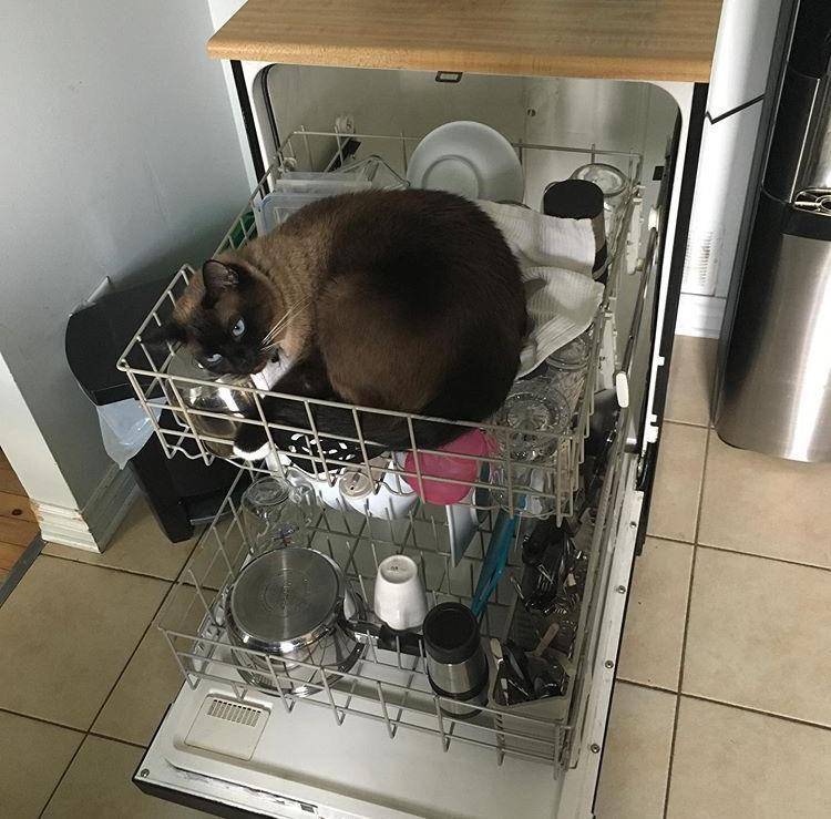 foto kucing nongkrong di tempat cuci piring (reddit.com/user/Kyliorate)