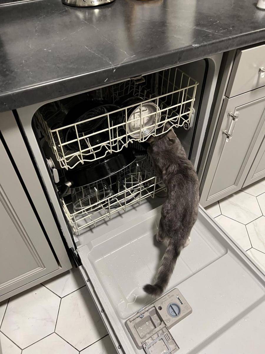 foto kucing nongkrong di tempat cuci piring (reddit.com/user/trent216904)
