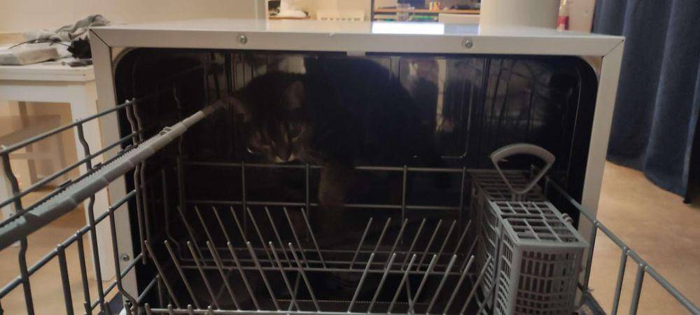 foto kucing nongkrong di tempat cuci piring (reddit.com/user/Yemto)