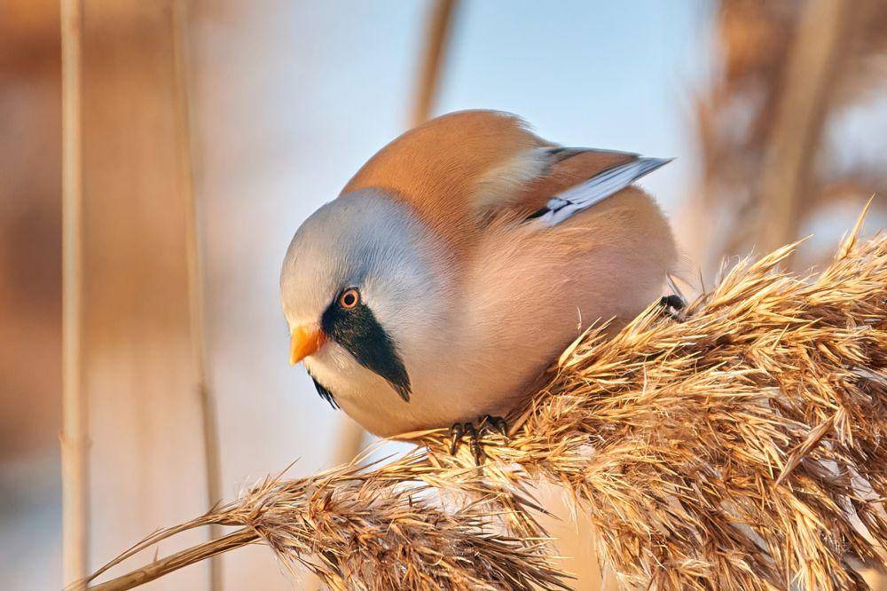 bearded reedling (commons.wikimedia.org/Andrey Gulivanov)