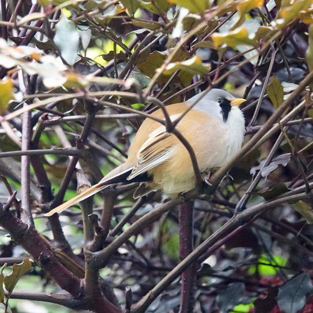 bearded reedling (commons.wikimedia.org/Mike's Birds)