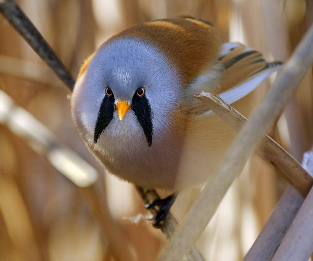 bearded reedling (commons.wikimedia.org/Ігор Червоненко)