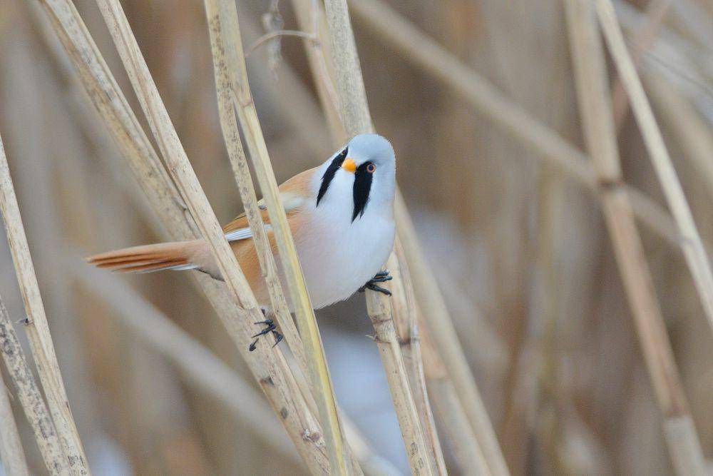 bearded reedling (commons.wikimedia.org/Олександр Матвійчук)