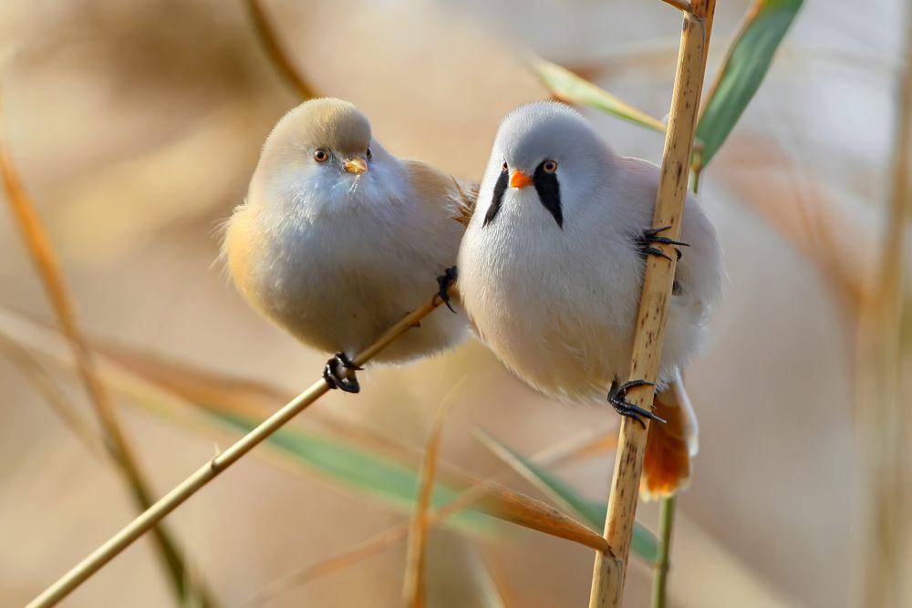 bearded reedling betina dan jantan (rspb.org.uk)