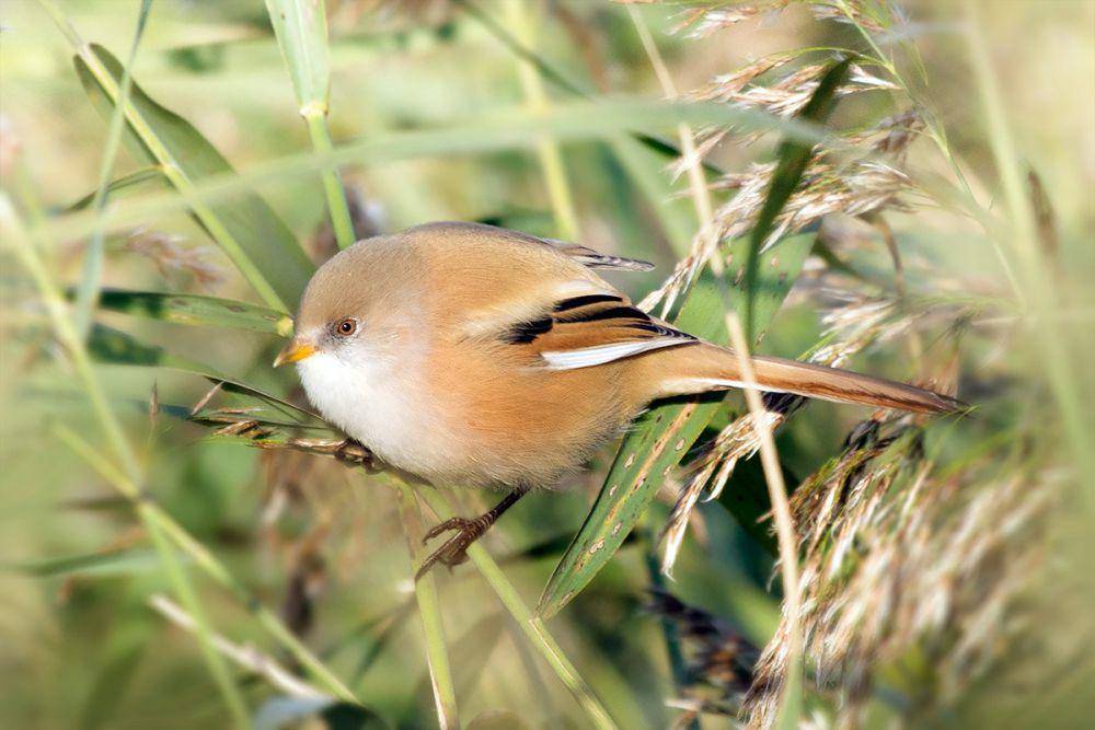bearded reedling (commons.wikimedia.org/Stefanie Leuker)