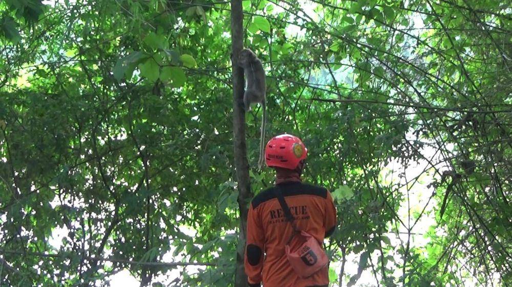 Kera Liar Teror Warga di Ngawi, Serang Tanaman dan Anak-anak