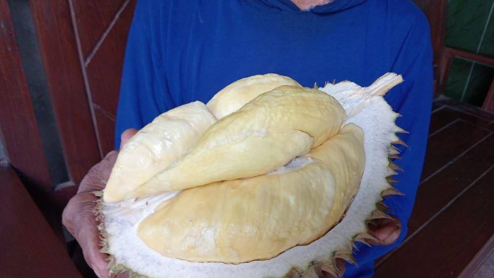 Wujud durian Saman asal Desa Plangkrongan Kecamatan Poncol Kabupaten Magetan. IDN Times/ Riyanto