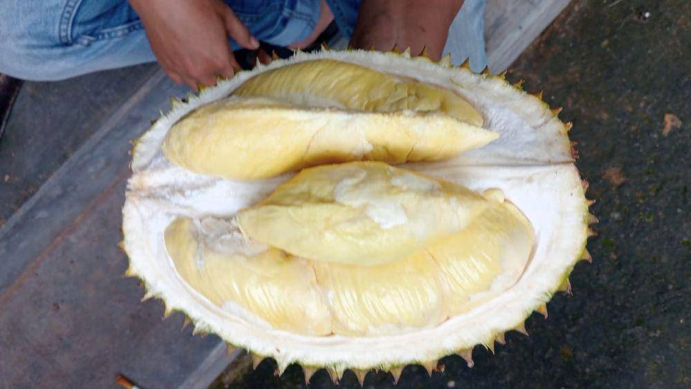Wujud durian Saman, daging tebal pulen warna kuning keemasan. IDN Times/ Riyanto