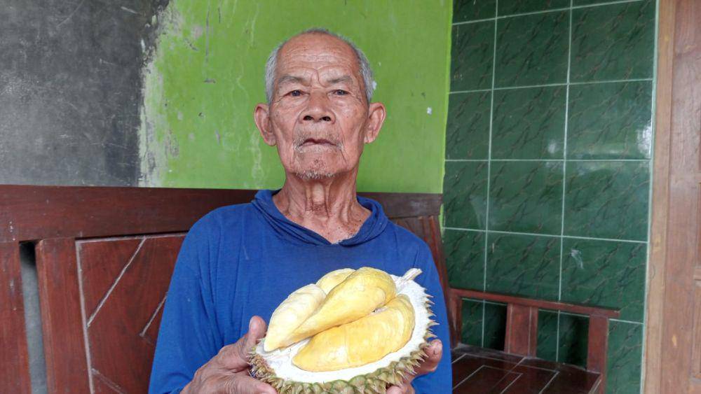 Saman (87) pemilik durian lokal kelas premium saat menunjukkan hasil panennya. IDN Times/ Riyanto