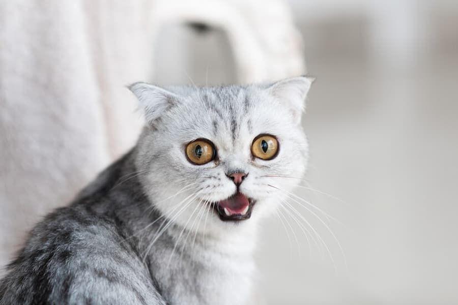 Kenapa Kucing Mengeong Terus