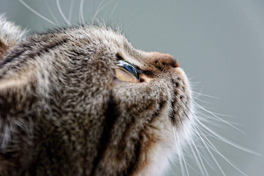 Kenapa Mata Kucing Berair? Ini Potensi Penyebabnya