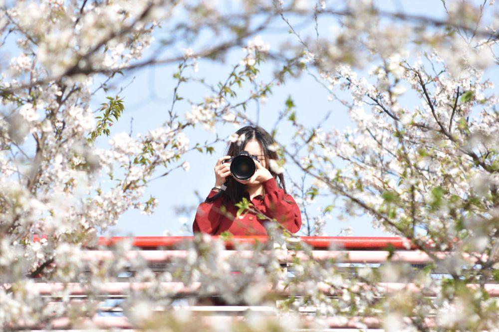 5 Tips Fotografi untuk Menangkap Keindahan Musim Semi
