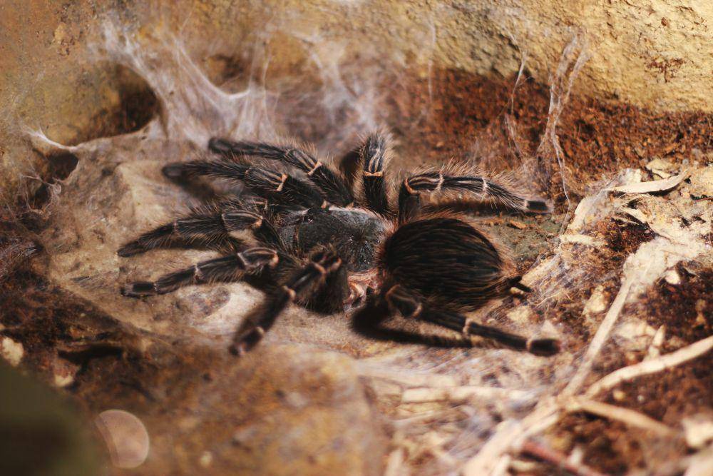 ilustrasi tarantula (unsplash.com/Lena Taranenko)