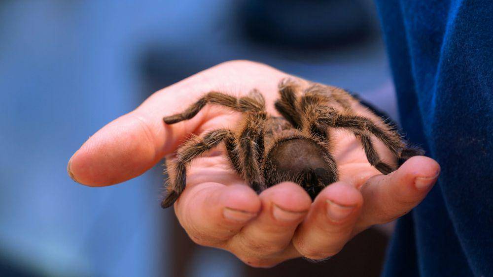 ilustrasi tarantula (unsplash.com/Damon On Road)