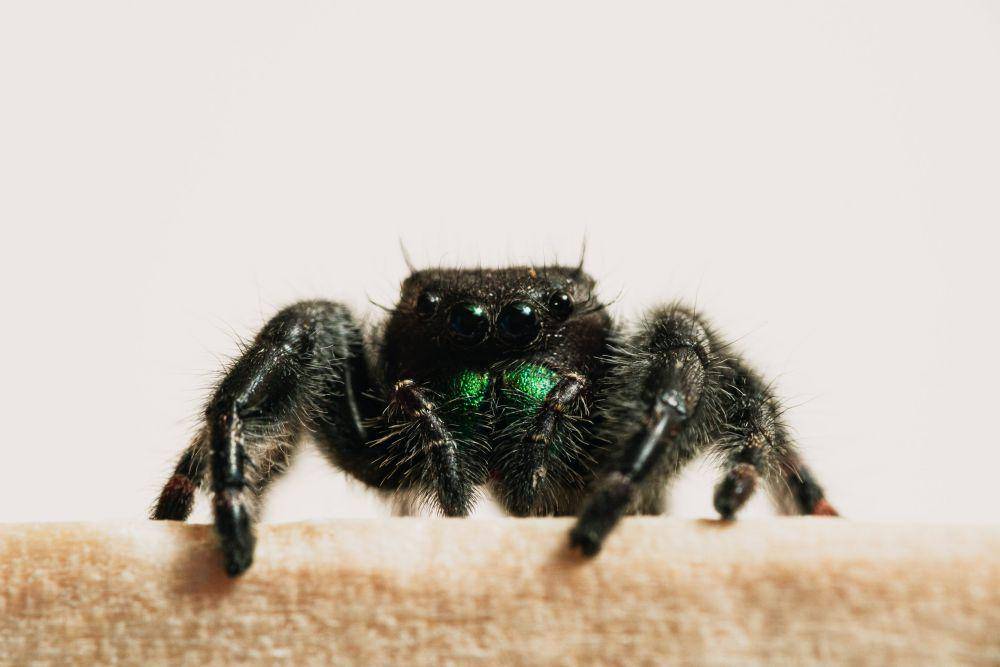 ilustrasi tarantula (unsplash.com/Timothy Dykes)