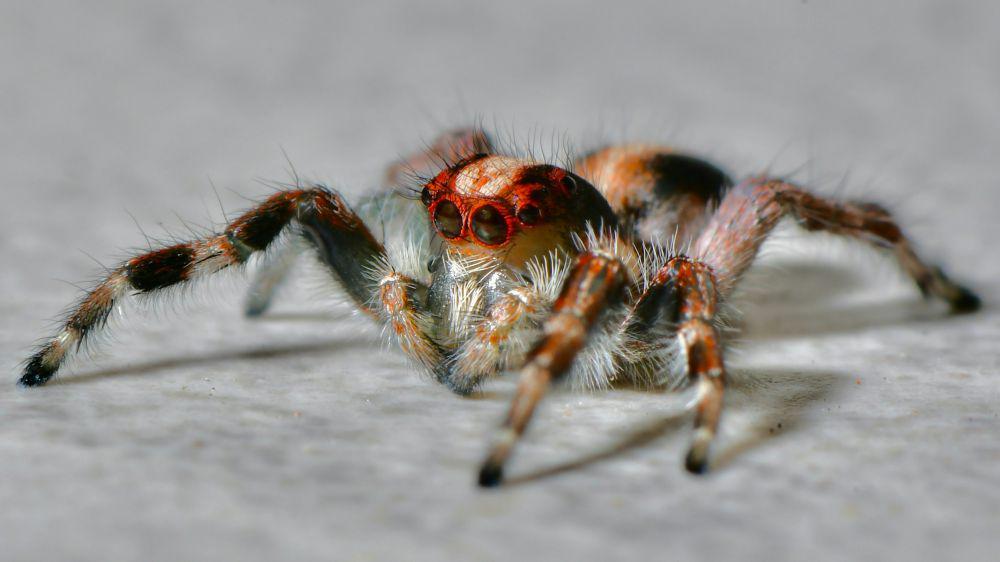 Tarantula: Si Laba-Laba Seram yang Ternyata Rapuh