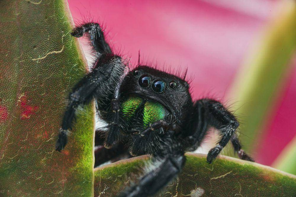 ilustrasi tarantula (unsplash.com/Timothy Dykes)