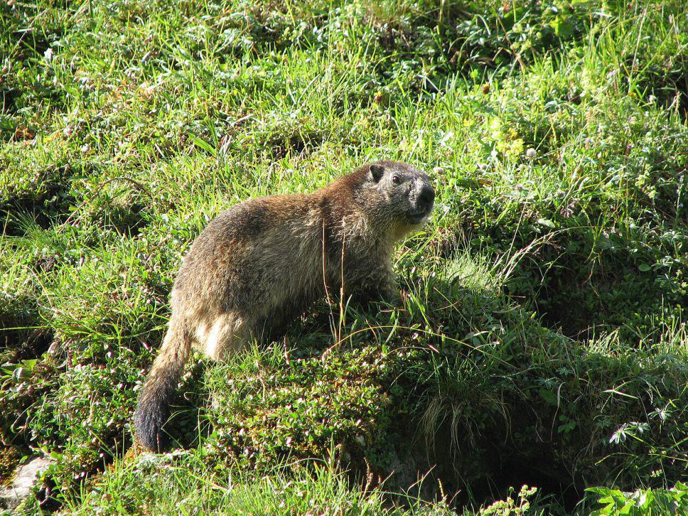 5 Fakta Marmot Alpen, Ditemukan Kembali Pada 1948 Sejak Zaman Es