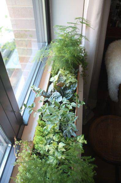 inspirasi green kitchen dengan tanaman rempah dan sayur (lonny.com)