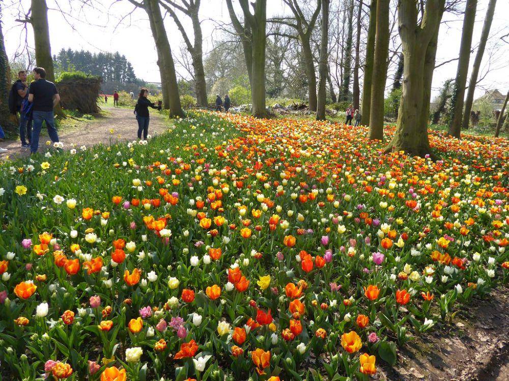 potret floralia brussels (flickr.com/Linda de Volder)