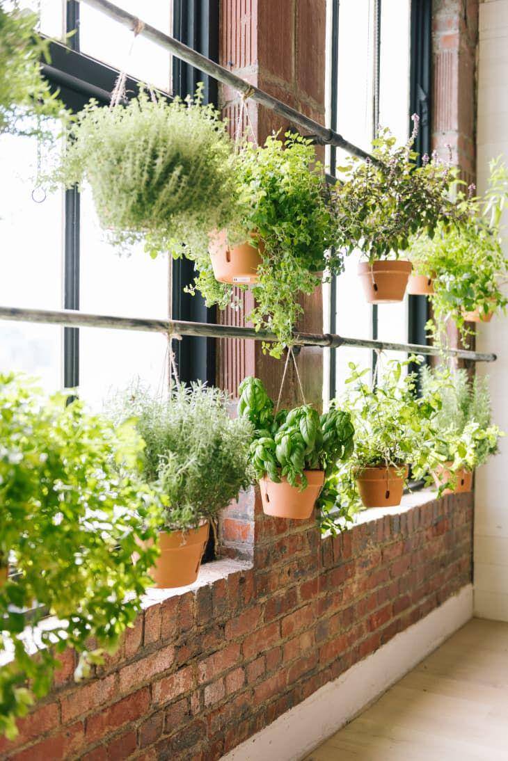 inspirasi green kitchen dengan tanaman rempah dan sayur (apartmenttherapy.com)