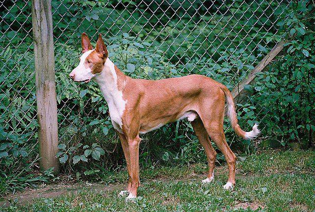 ibizan hound (commons.wikimedia.org/Colin West)