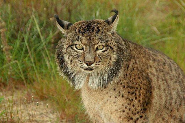 Iberian Lynx (commons.wikimedia.org/http://www.lynxexsitu.es)