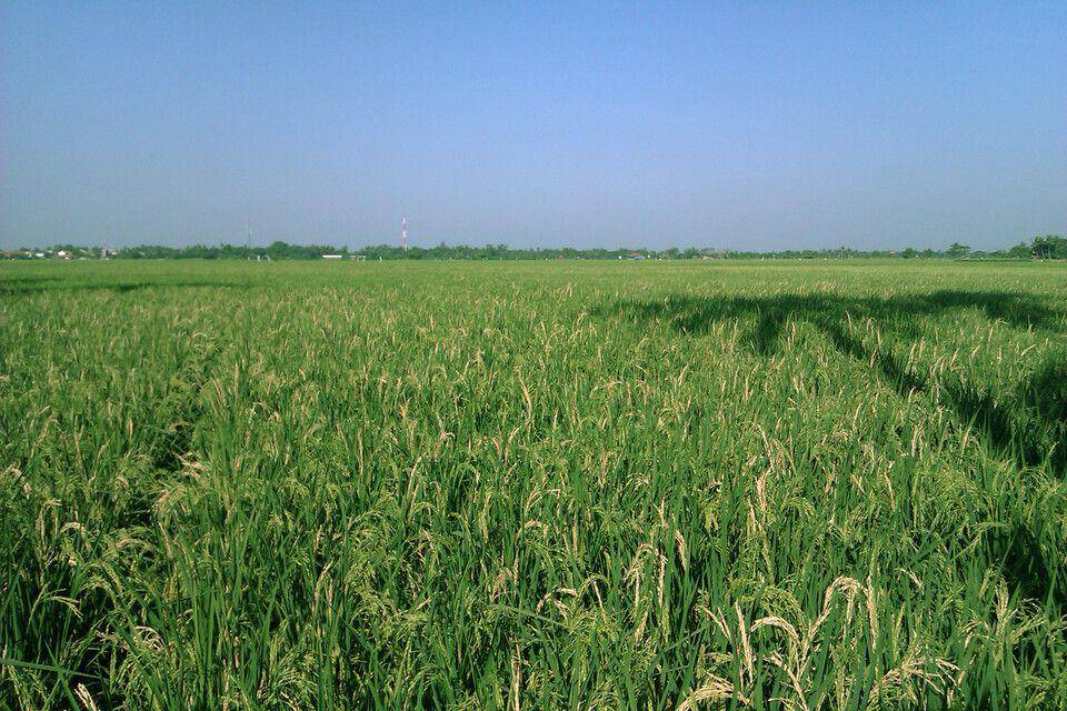 Ilustrasi sawah (Antara)
