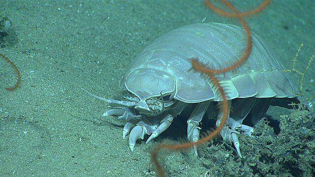 isopod (commons.wikimedia.org/NOAA)
