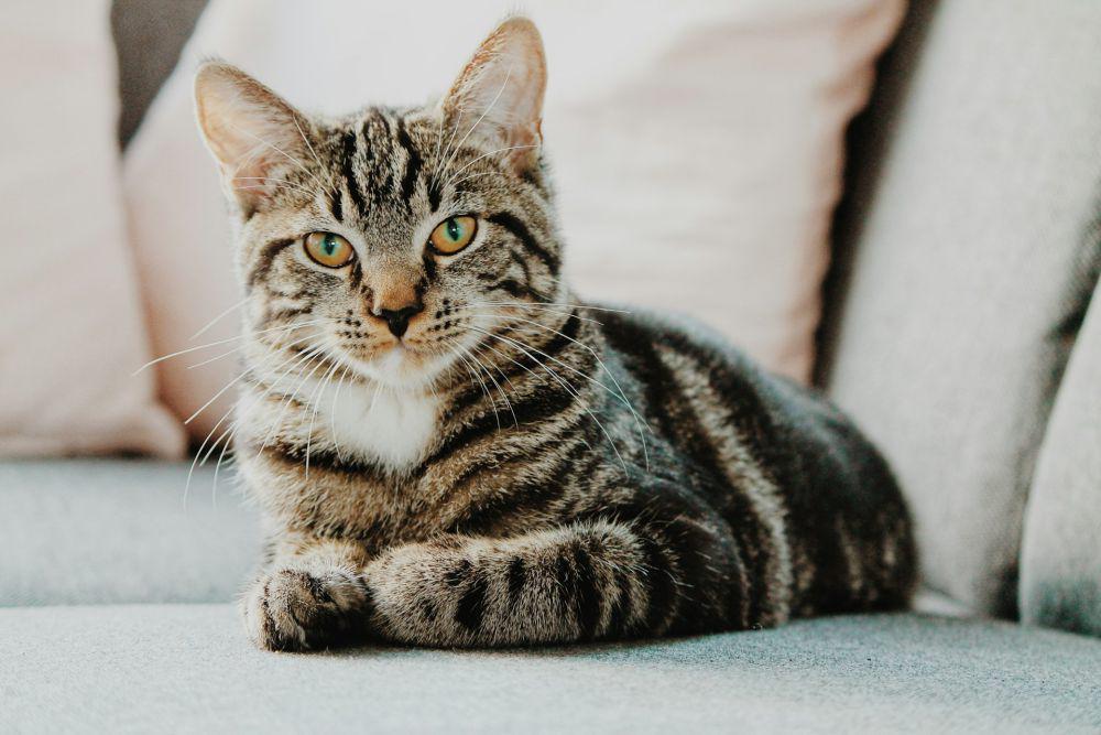 5 Fakta Seputar Bulu Kucing, Ternyata Bukan Pemicu Alergi