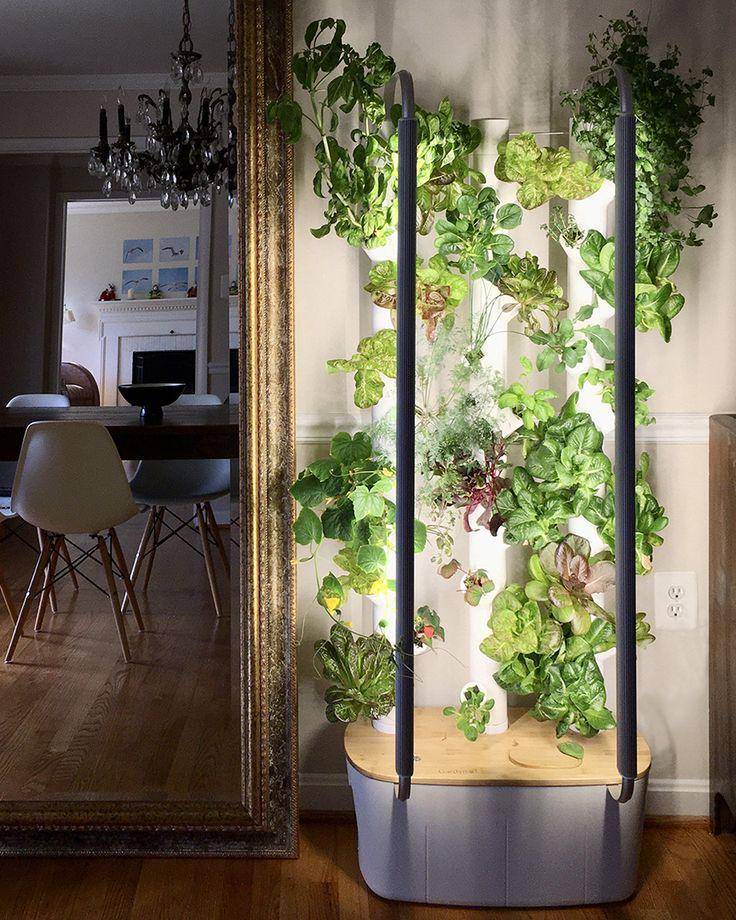 inspirasi green kitchen dengan tanaman rempah dan sayur (mygardyn.com)