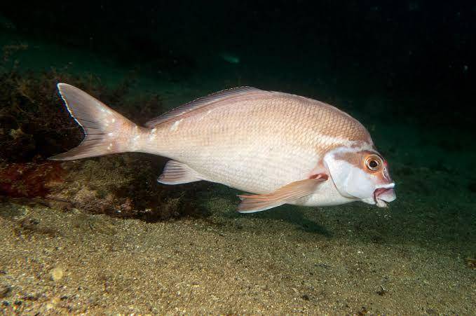 ikan morwong (fishesofaustralia.net.au)