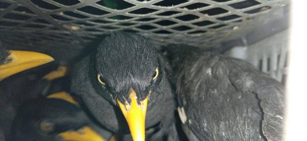 2.830 ekor burung berbagai jenis tanpa dokumen resmi alias ilegal hendak diselundupkan ke Pulau Jawa berhasil digagalkan disekitar wilayah Pelabuhan Bakauheni. (Dok Karantina Lampung).