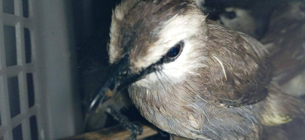2.830 ekor burung berbagai jenis tanpa dokumen resmi alias ilegal hendak diselundupkan ke Pulau Jawa berhasil digagalkan disekitar wilayah Pelabuhan Bakauheni. (Dok Karantina Lampung).