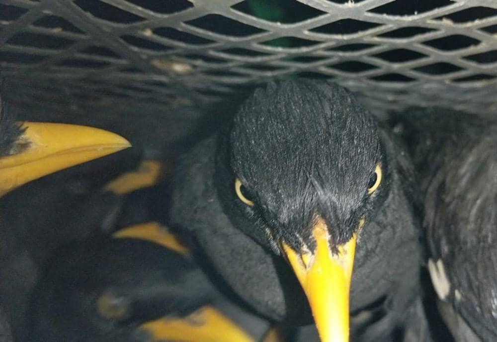 Lampung Masih Titik Transit Penyelundupan Burung Liar Sumatera ke Jawa