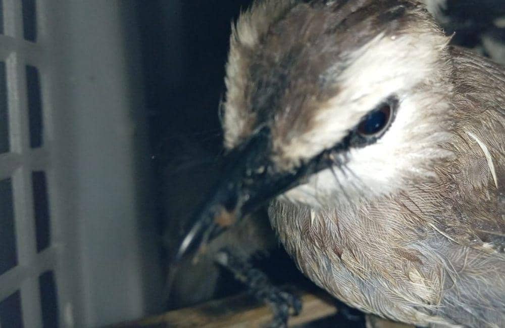 Hasil penyitaan penyelundupan 2.830 burung ilegal oleh tim gabungan di sekitar Pelabuhan Bakauheni, Kamis (15/2/2024). (DOK. Karantina Lampung).