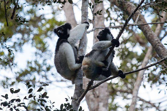 Indri (commons.wikimedia.org/Christophe Germain)