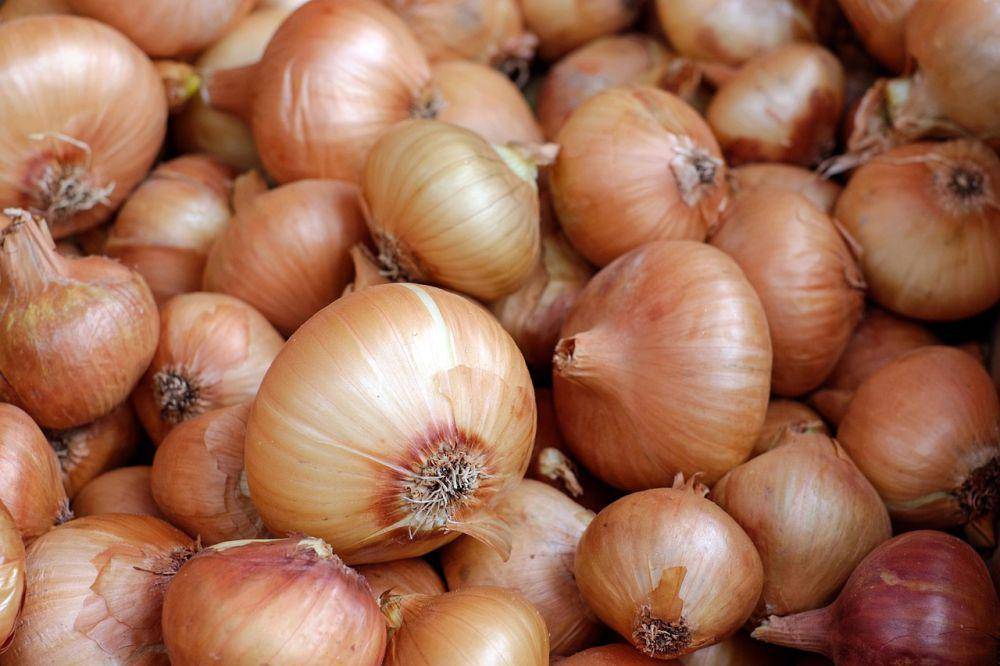 ilustrasi bawang bombay (pixabay.com/Couleur)
