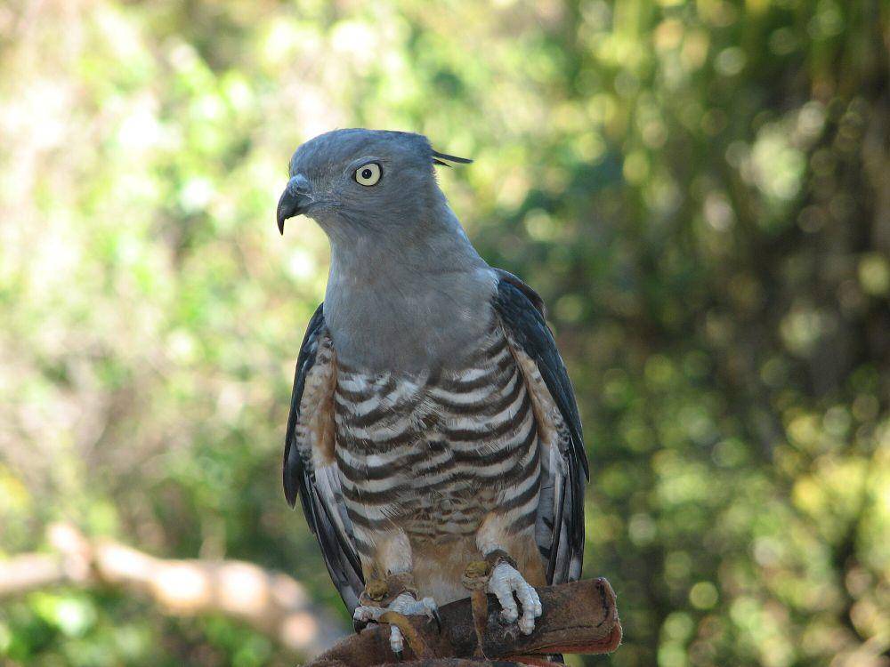 Owaki pasifik (commons.m.wikimedia.org/Stephen Michael Barnett)