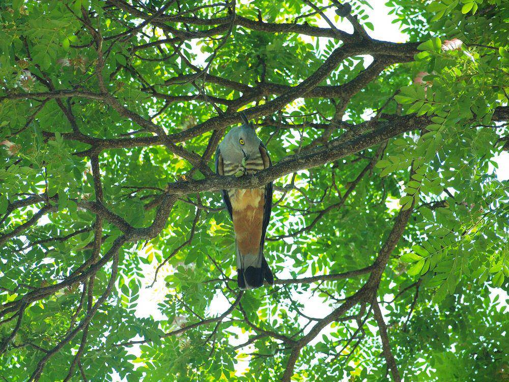 Owaki pasifik (commons.m.wikimedia.org/Hasitha Tudugalle)