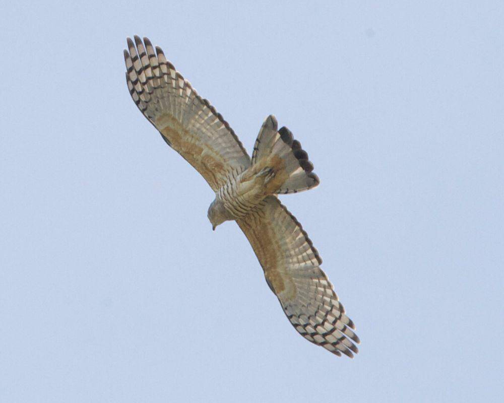Owaki pasifik (commons.m.wikimedia.org/Lip Kee)