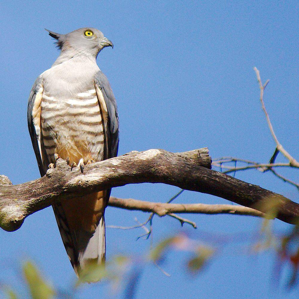 Owaki pasifik (commons.m.wikimedia.org/Grunter)