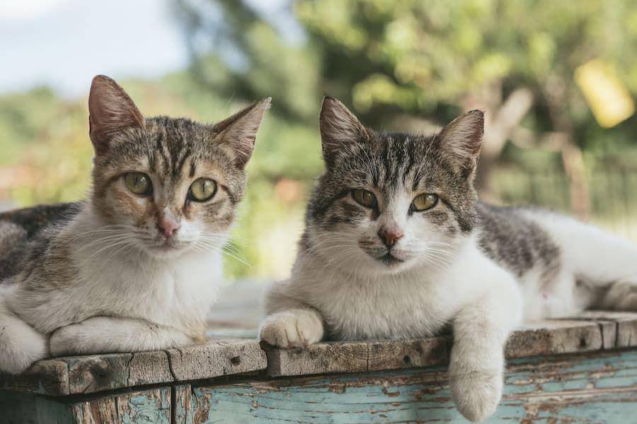 ilustrasi kucing (unsplash.com/Nathalie Jolie)