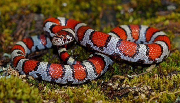6 Fakta Milk Snake, Spesies Ular Raja yang Jinak untuk Dipelihara!