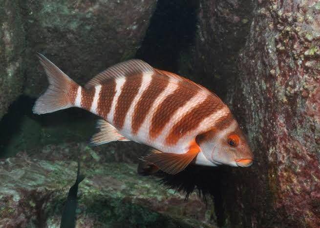 ikan morwong (imas.utas.edu.au)